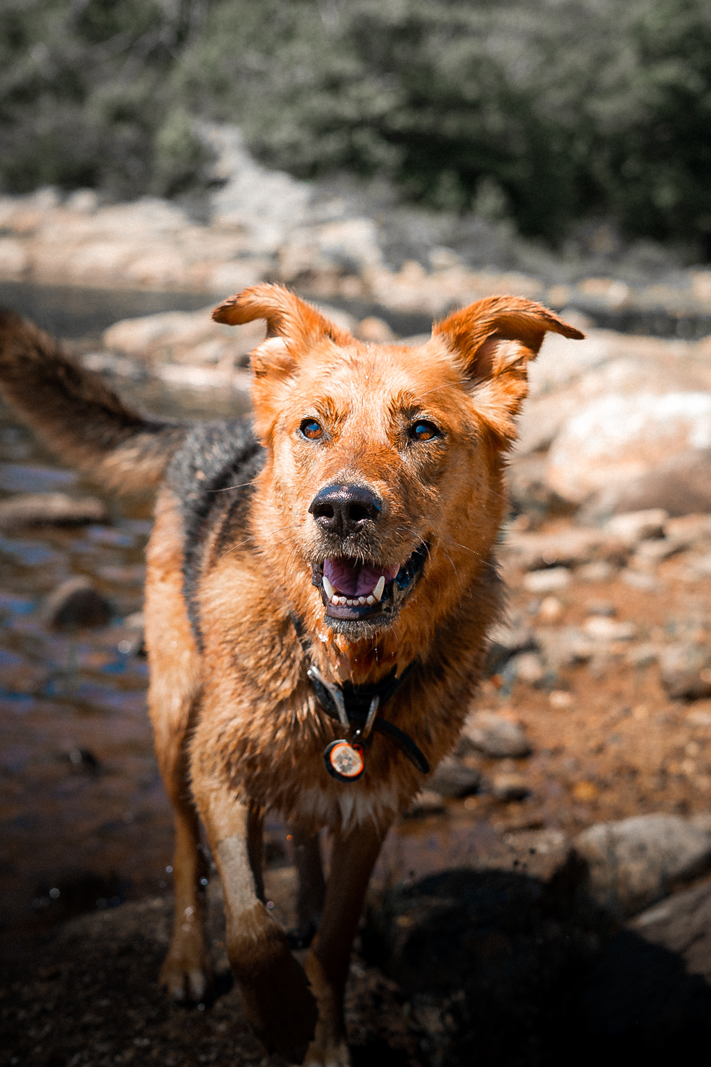 Setting Boundaries with your Dog - Wanderpaws